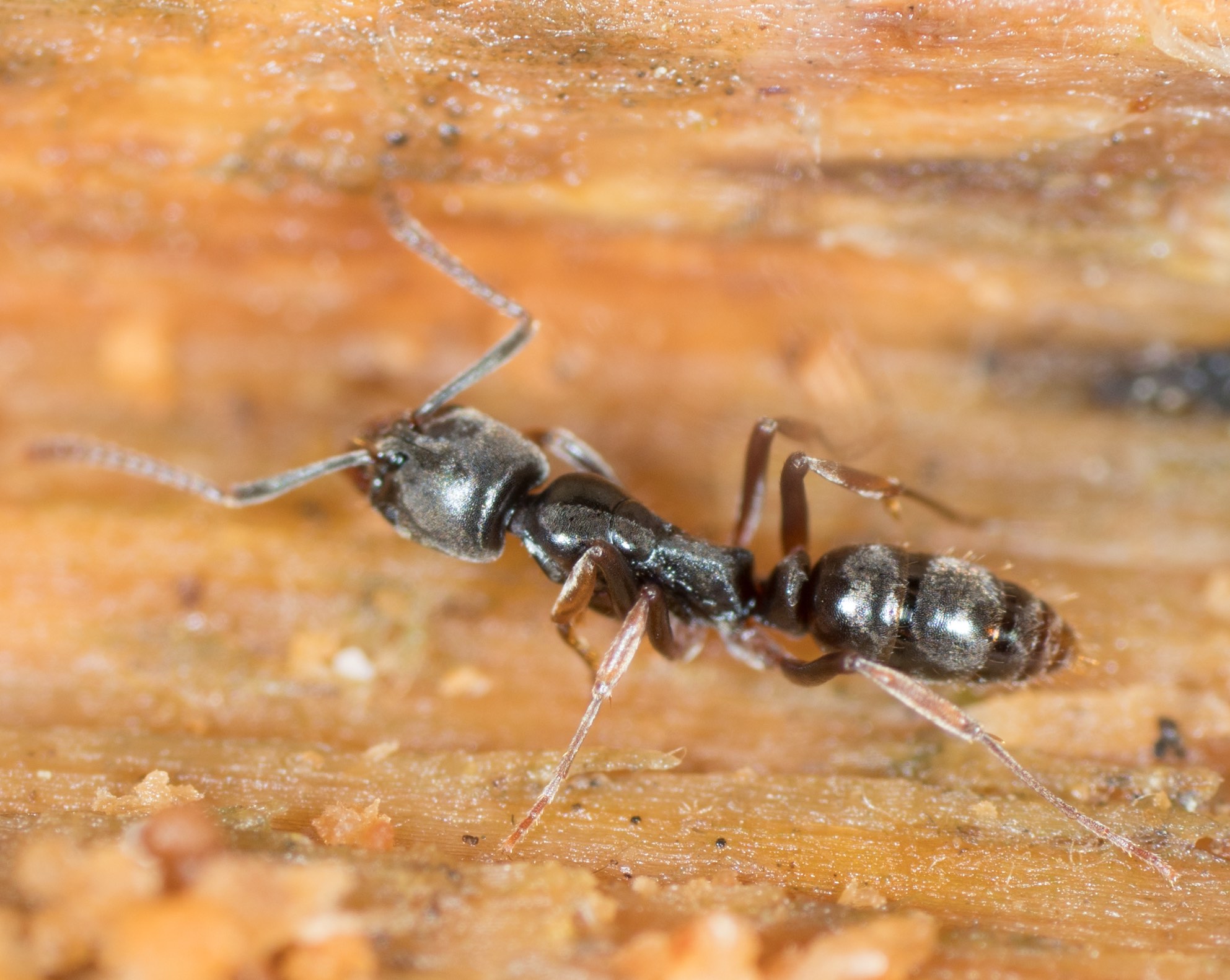 Imagen de B. chinensis. Su distribución natural incluye regiones costeras de China continental, Taiwán, la península de Corea y Japón. En la década de 1930 fue introducida en EUA, donde se ha extendido rápidamente y ahora está presente en 17 estados. Imagen vía iNaturalist con licencia CC0 (dominio público).