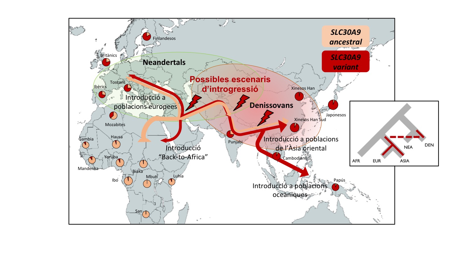 Distribució geogràfica de la substitució identificada al gen SLC30A9 en poblacions humanes actuals i possibles escenaris d’introgressió denissovana. SLC30A9 ancestral correspon a la versió del gen prèvia a l'encreuament entre denissovans i sapiens. SLC30A9 variant, es refereix a la versió compartida amb denissovans. Crèdit: Jorge Garcia i Elena Bosch. Amb llicència Creative Commons 4.0. Creada amb mapchart. Imatge inicial - Distribució geogràfica de la substitució identificada al gen SLC30A9 en poblacions humanes actuals i possibles escenaris d’introgressió denissovana. SLC30A9 ancestral correspon a la versió del gen prèvia a l'encreuament entre denissovans i sapiens. SLC30A9 variant, es refereix a la versió compartida amb denissovans. Crèdit: Jorge Garcia i Elena Bosch. Amb llicència Creative Commons 4.0. Creada amb mapchart.