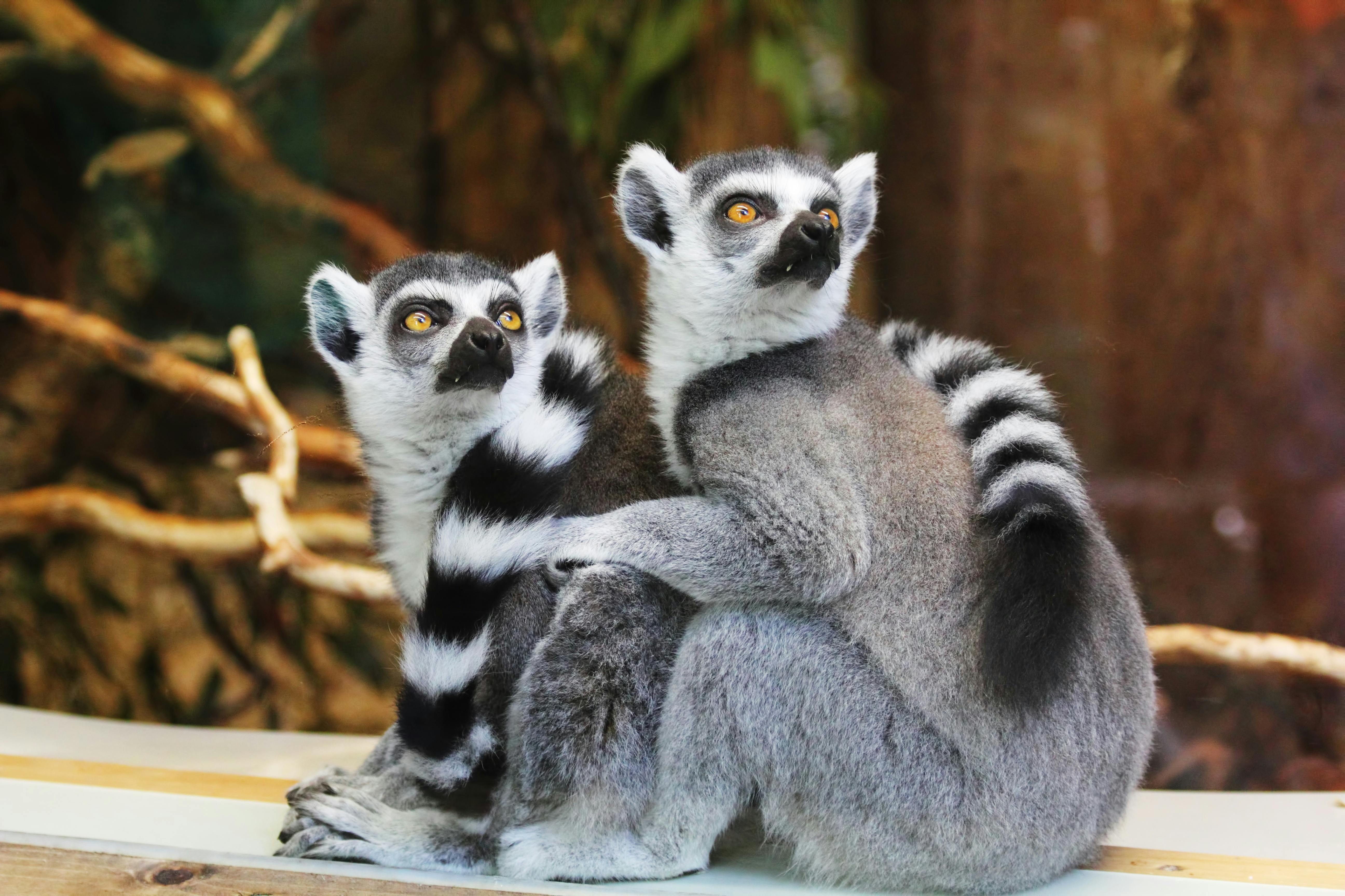 Lemurs. Font: Pexels. Imatge inicial - Lemurs. Font: Pexels.