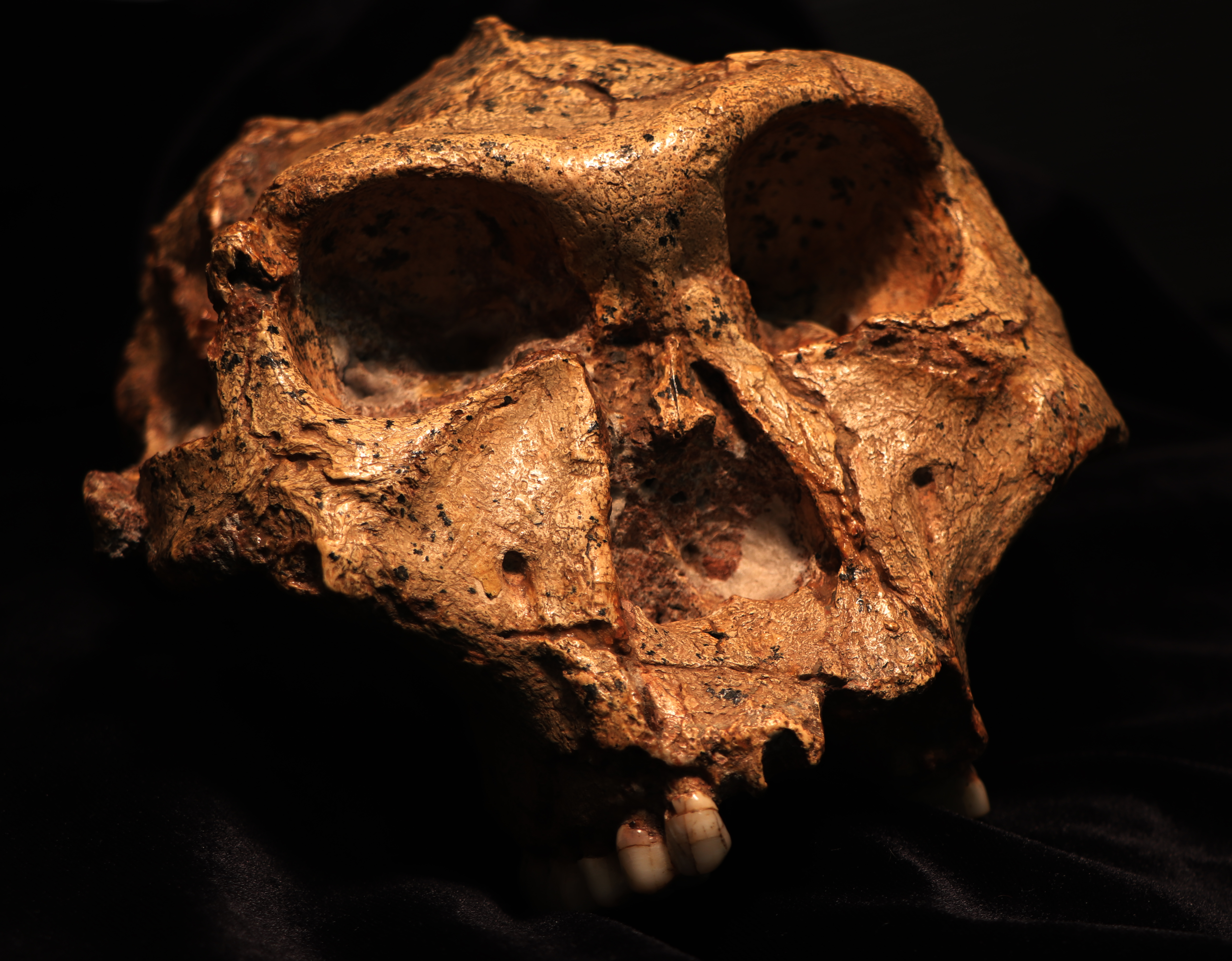 Cranium of an adult Paranthropus robustus recovered from Swartkrans. Credit: Dr. Bernhard Zipfel (with permission from Dr. Lazarus Kgasi the junior curator of Plio-Pleistocene Paleontology, at Ditsong National Museum of Natural History). Imatge inicial - Cranium of an adult Paranthropus robustus recovered from Swartkrans. Credit: Dr. Bernhard Zipfel (with permission from Dr. Lazarus Kgasi the junior curator of Plio-Pleistocene Paleontology, at Ditsong National Museum of Natural History).